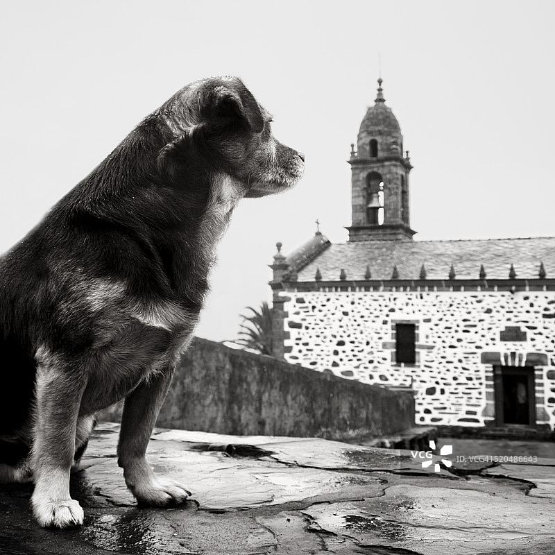 一只等待主人的狗图片素材