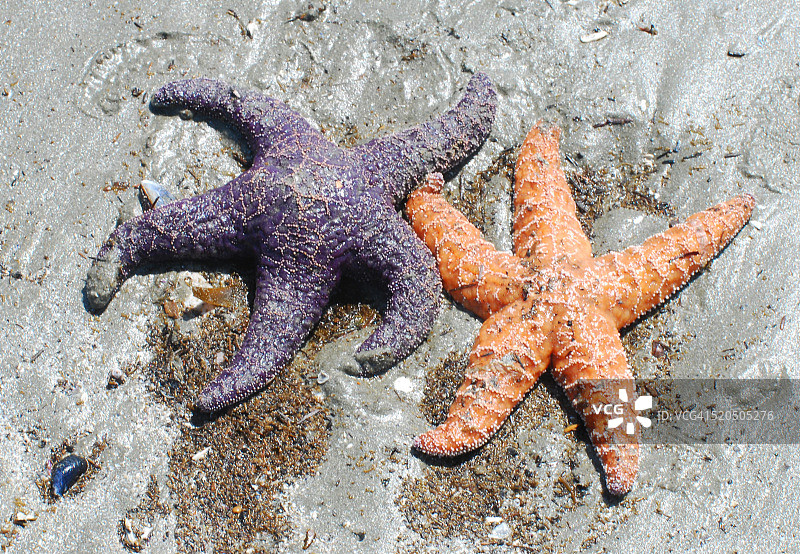 紫色和橙色图片素材