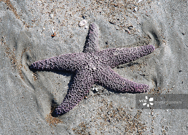 紫色海星图片素材