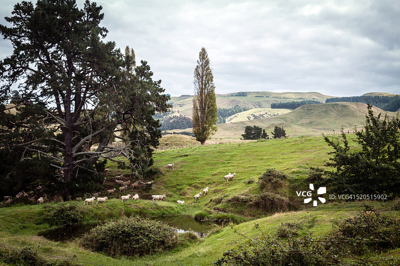 在新西兰草山上吃草的羊图片素材