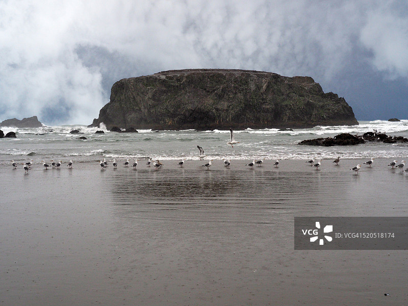 俄勒冈州班登海滩上的海鸥图片素材