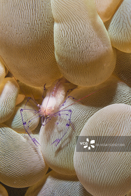 气泡珊瑚虾图片素材