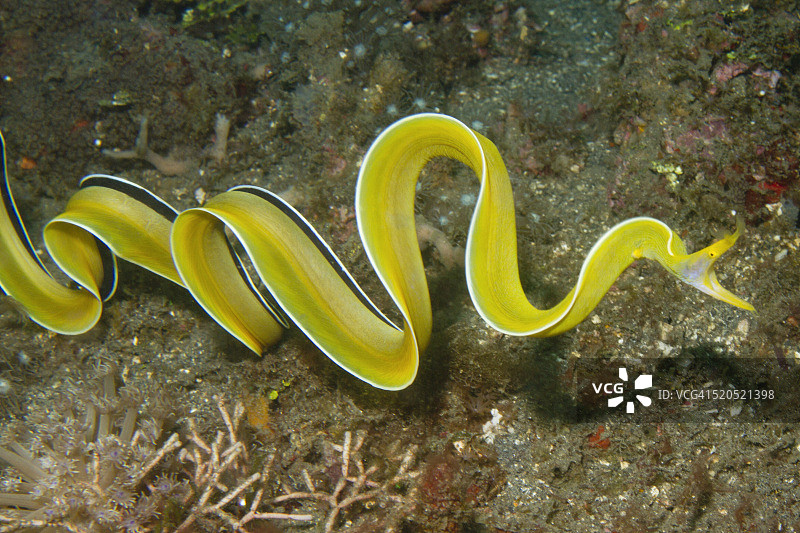 自由游动的雌性丝带鳗图片素材