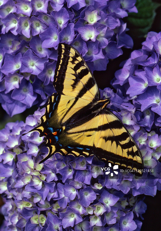 虎凤蝶图片素材