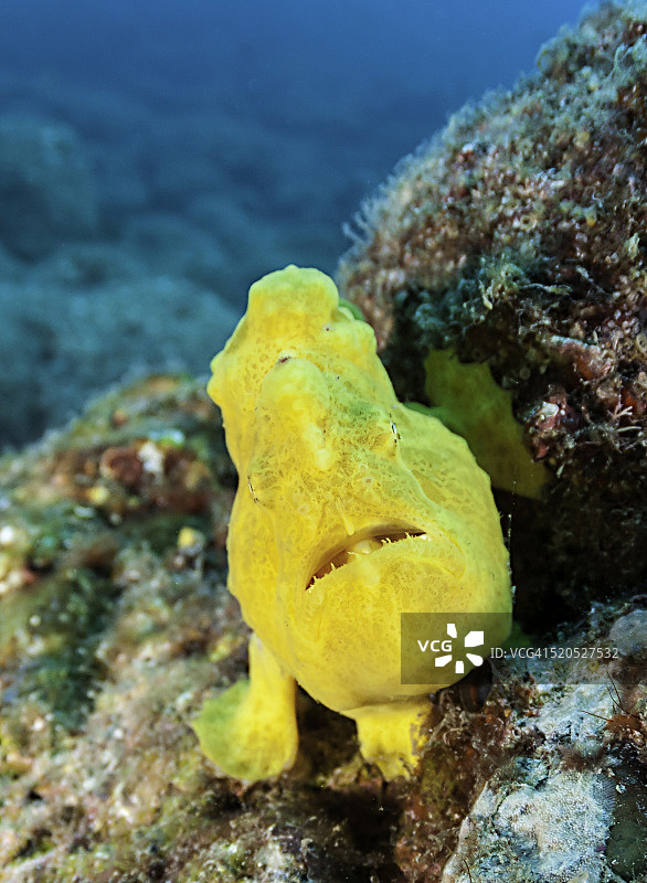 黄色青蛙鱼图片素材