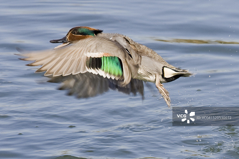 男人绿翅鸭起飞图片素材