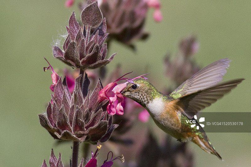 棕煌蜂鸟以蜂鸟鼠尾草为食图片素材
