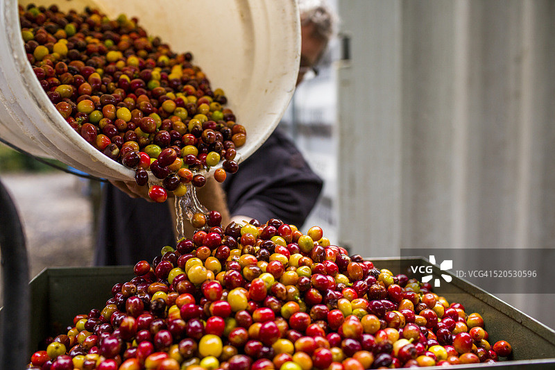 巴拿马咖啡采摘图片素材