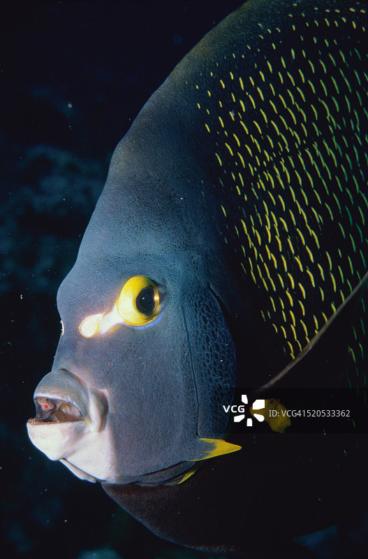 神仙鱼游泳图片素材