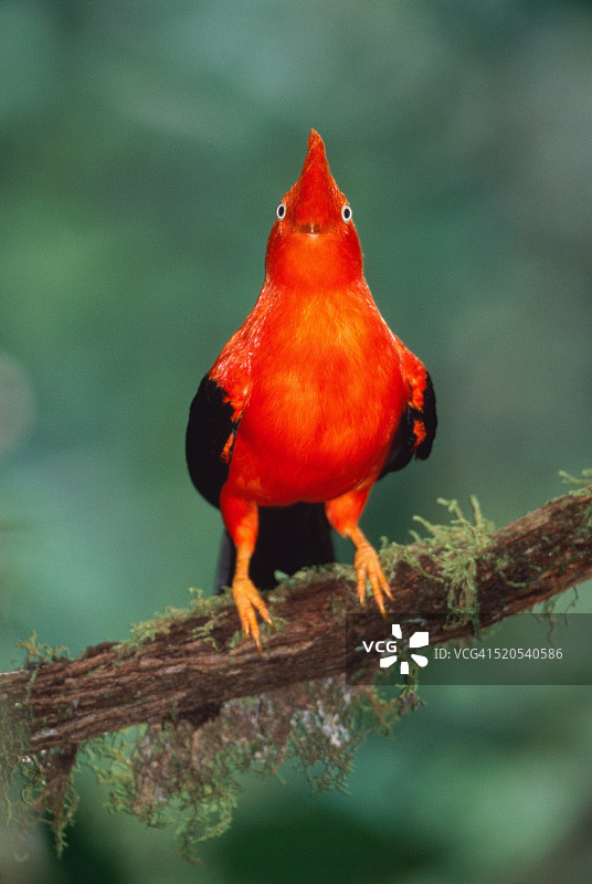 动冠伞鸟栖息在树枝上图片素材