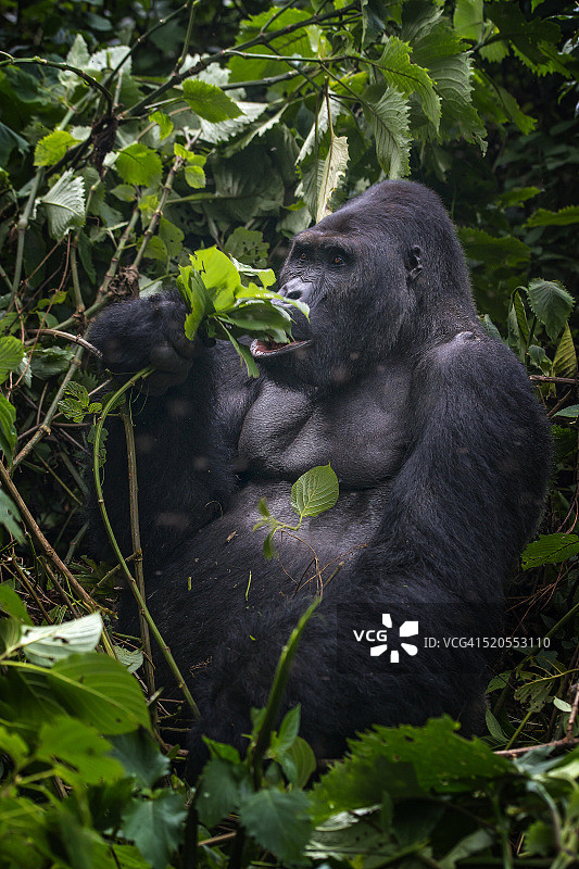 刚果野生动物：喂食银背大猩猩图片素材