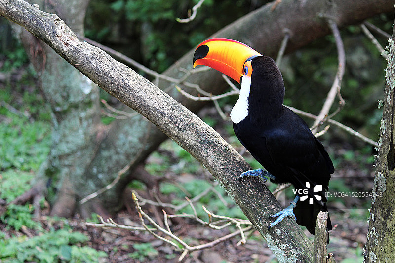 巨嘴鸟图片素材