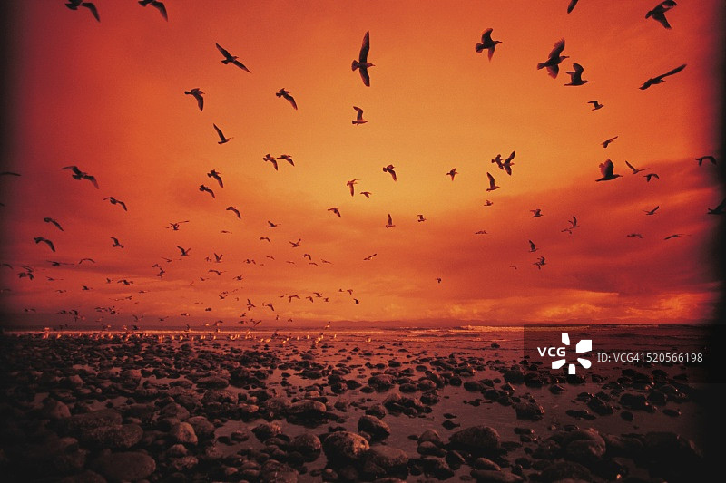 海鸥飞过加拿大不列颠哥伦比亚省温哥华岛约旦河附近图片素材