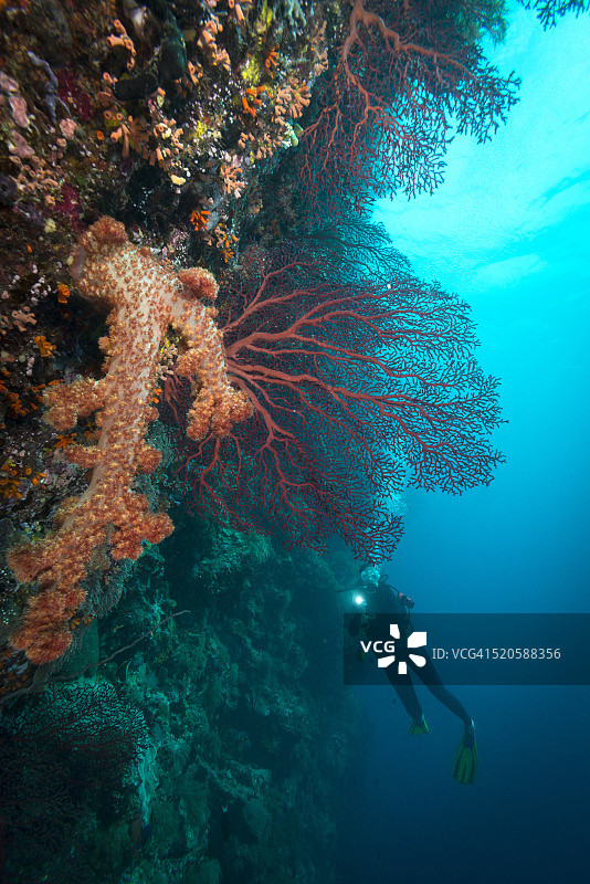 帕劳-密克罗尼西亚潜水图片素材