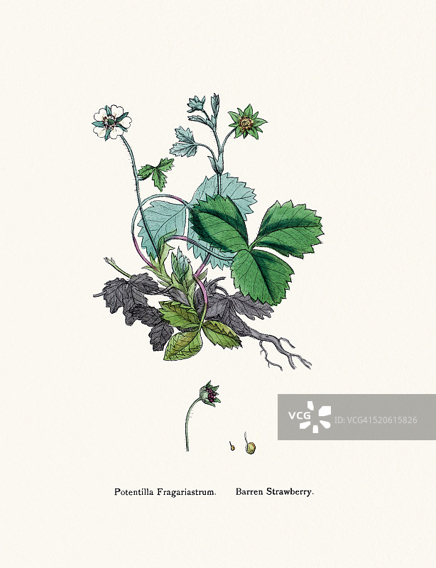 19世纪的贫瘠草莓植物插图图片素材