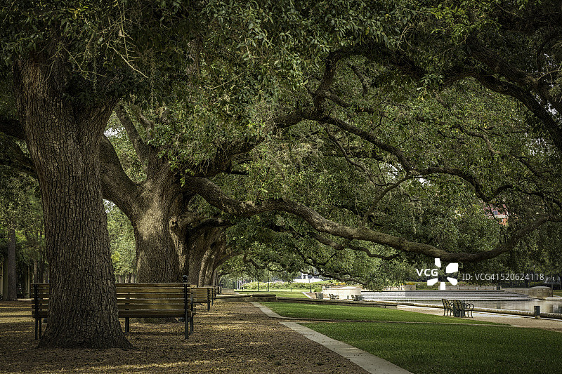 赫尔曼公园的橡树图片素材