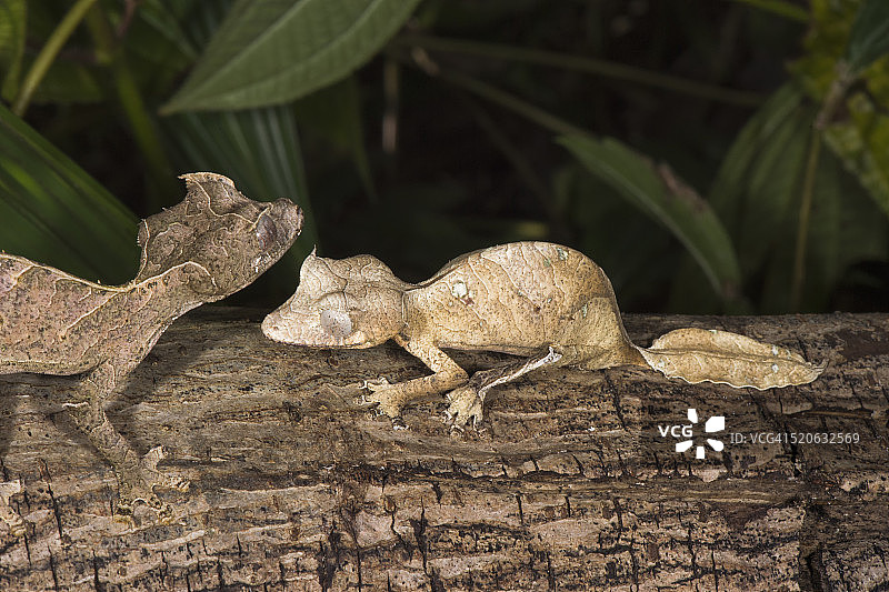 奇妙的叶尾壁虎图片素材