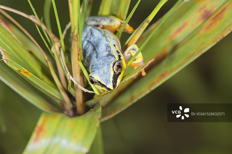 蓝背芦苇蛙图片素材