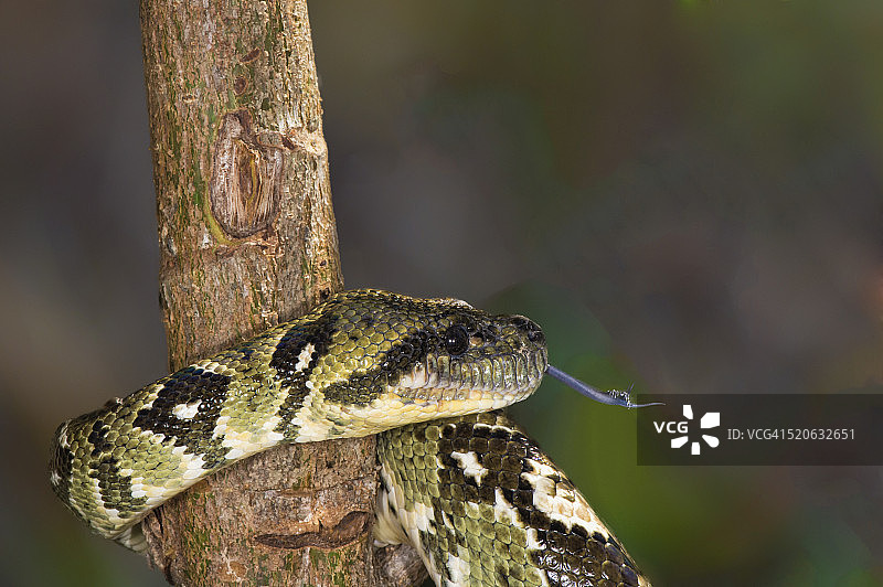 马达加斯加树蚺图片素材