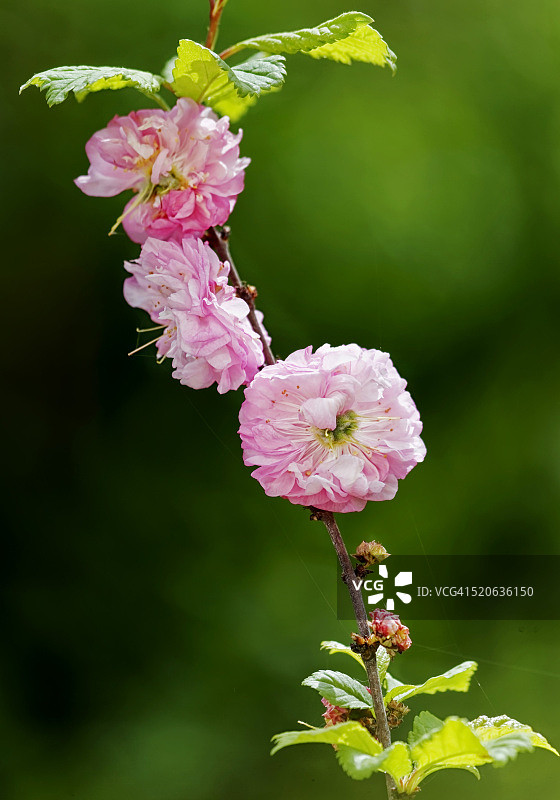 花园里的提花玫瑰图片素材