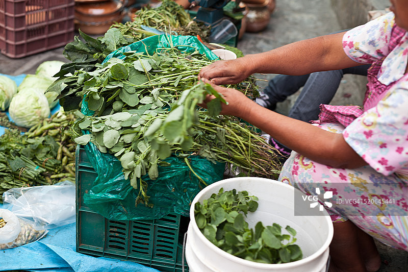 整理绿叶的女人图片素材