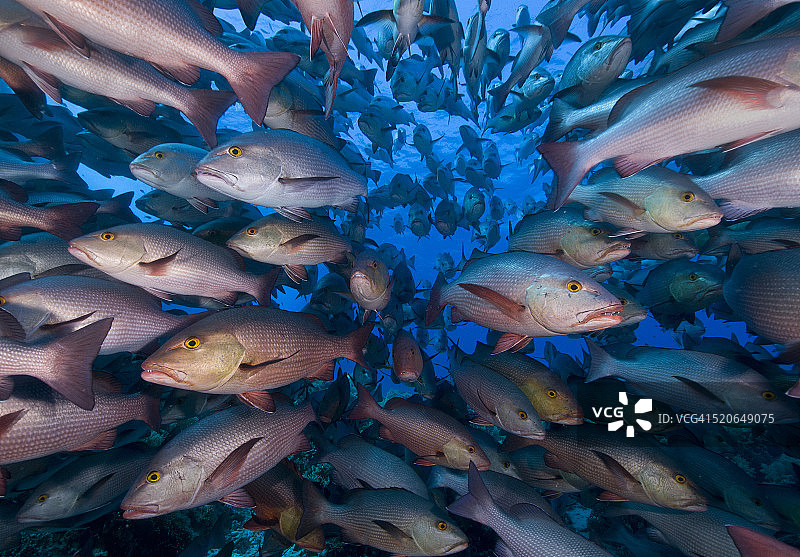 穆罕默德角的鲷鱼群图片素材