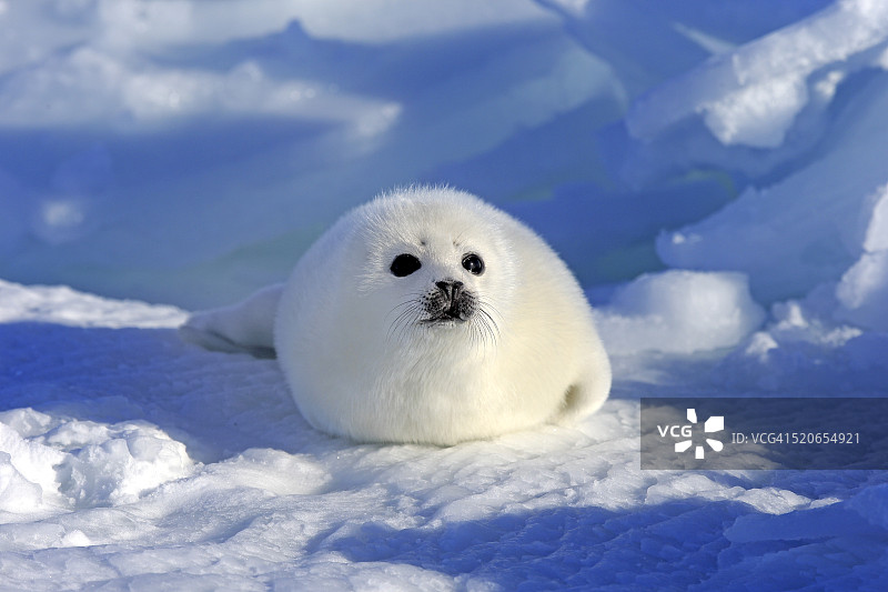 格陵兰海豹图片素材