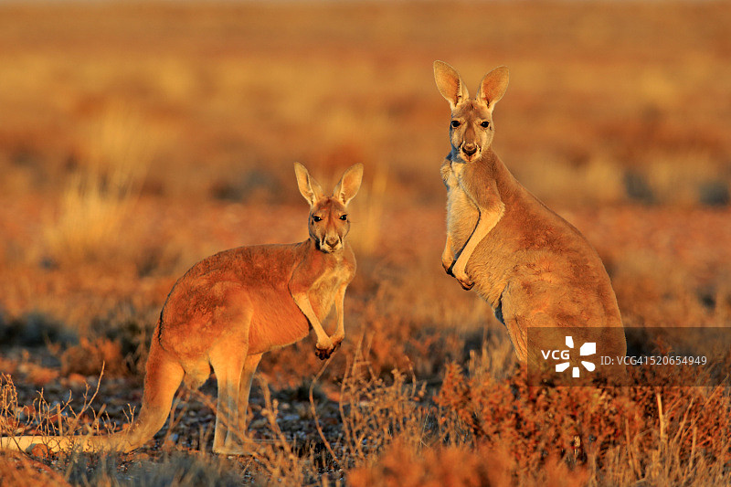 红袋鼠图片素材
