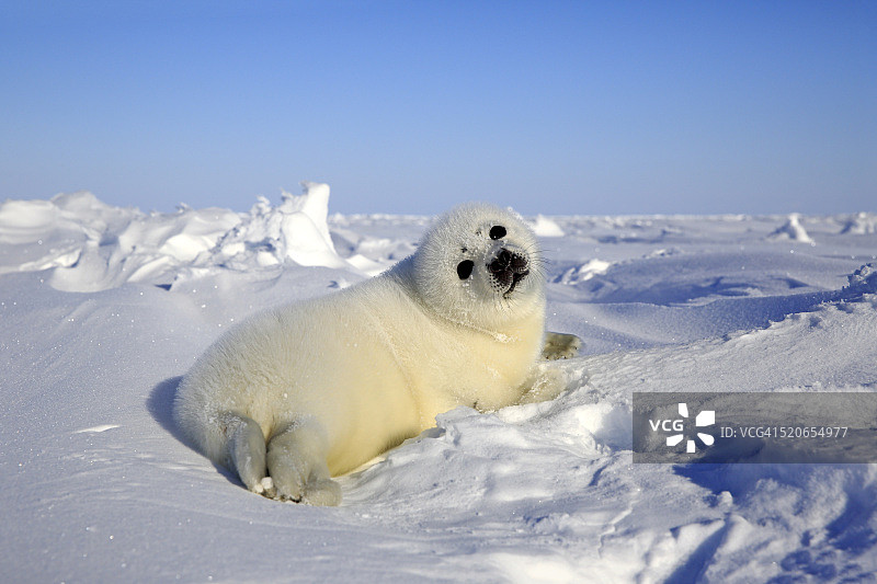 格陵兰海豹图片素材