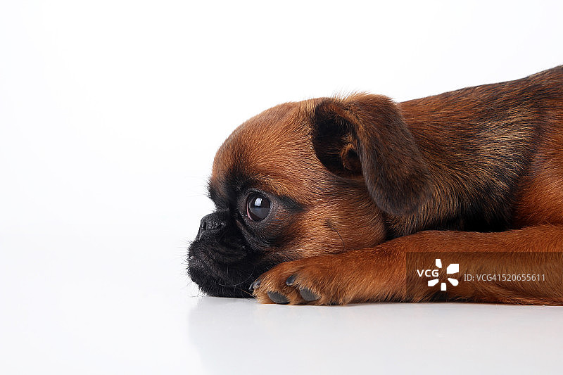 趴着的布鲁塞尔格里芬犬幼犬图片素材