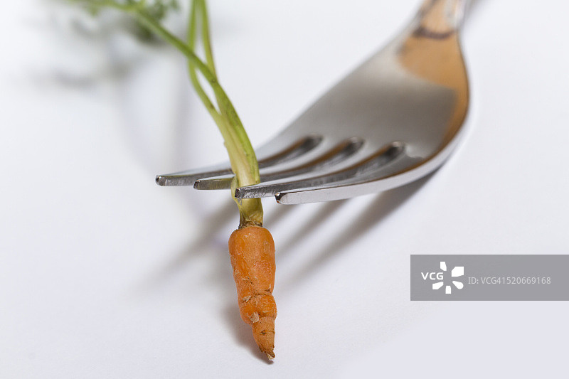 小胡萝卜图片素材