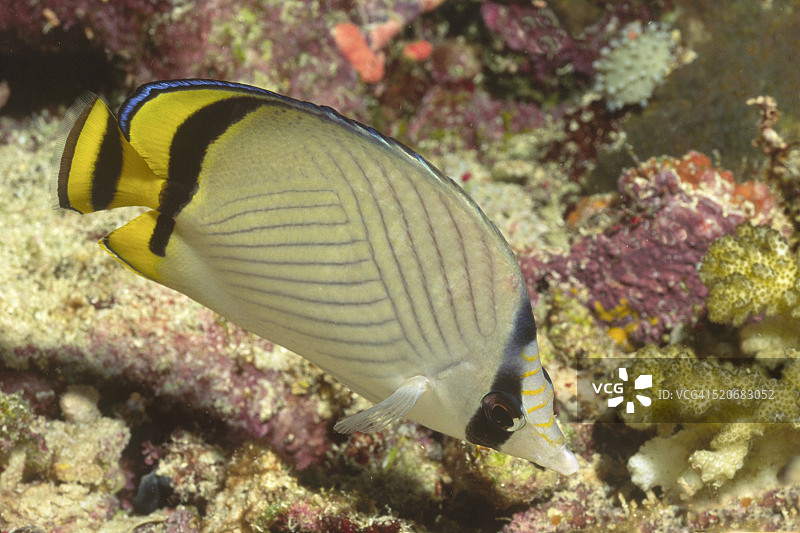 流浪蝴蝶鱼图片素材