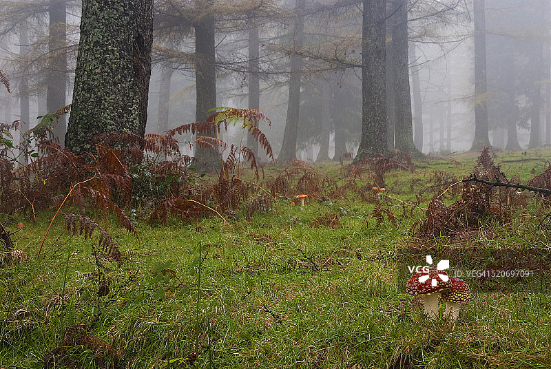 神秘森林图片素材