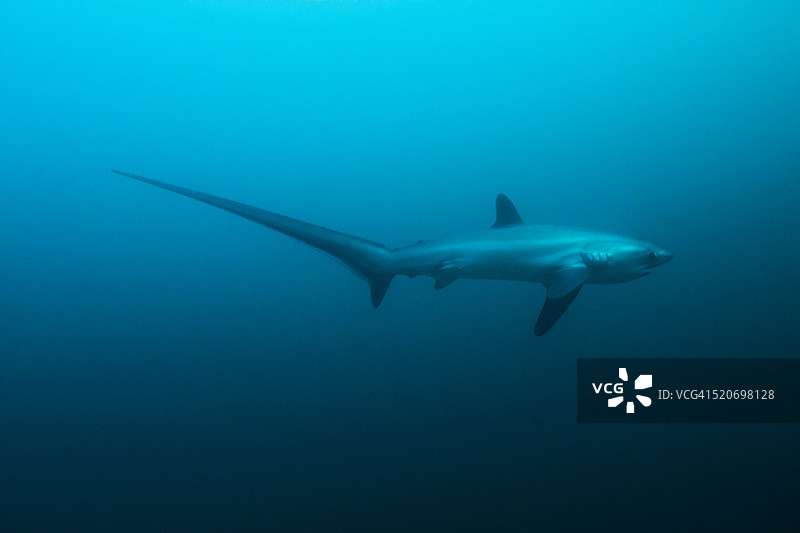 长尾鲨图片素材