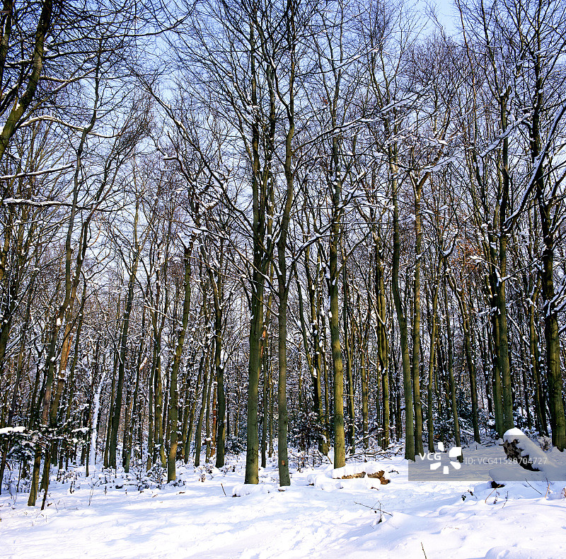 英国萨里郡盒子山山毛榉木的雪景图片素材
