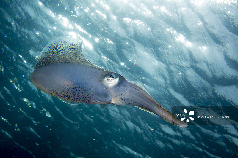 加勒比海礁鱿鱼图片素材