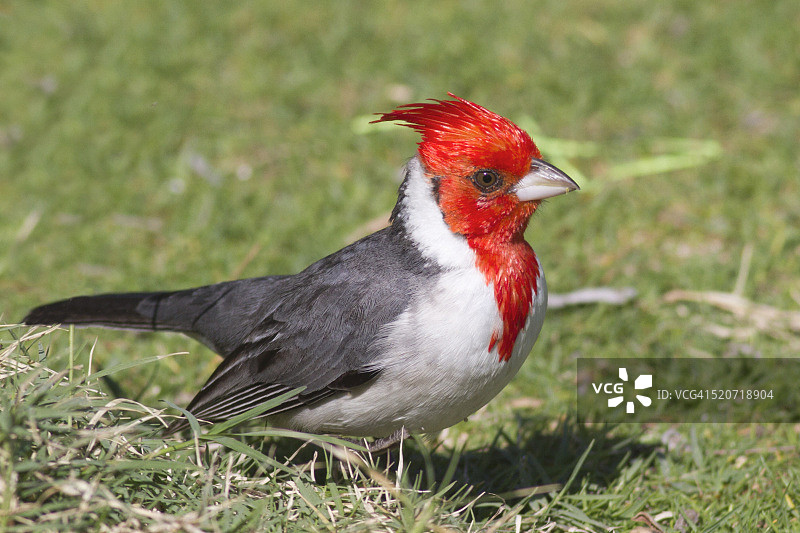 红冠红雀图片素材