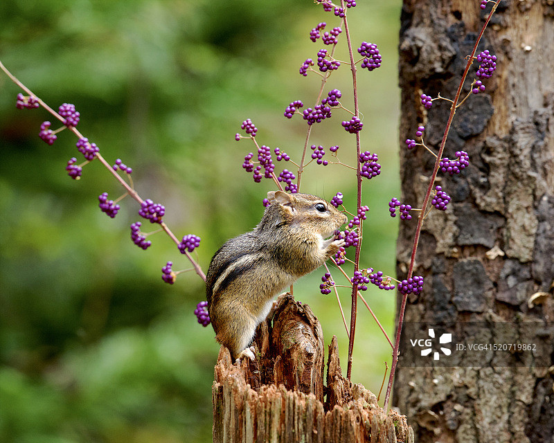 东花栗鼠图片素材