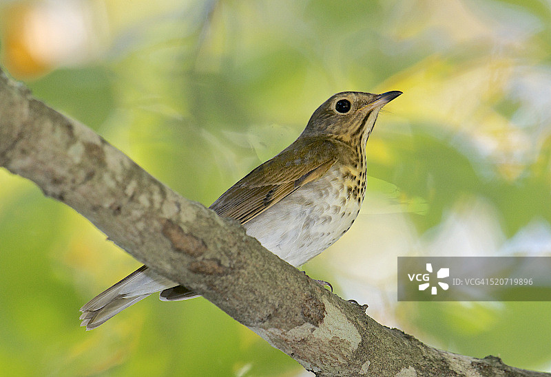 隐士鸫鸟图片素材