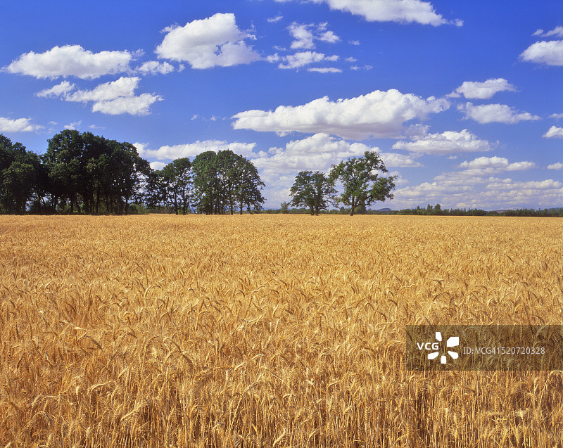 麦田和橡树图片素材