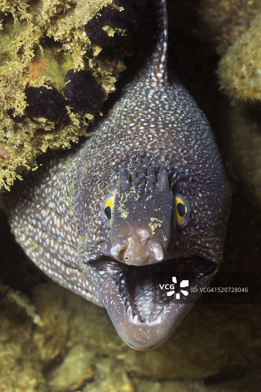 黄边海鳝图片素材