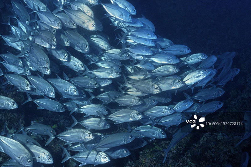 大眼鲹鱼群图片素材