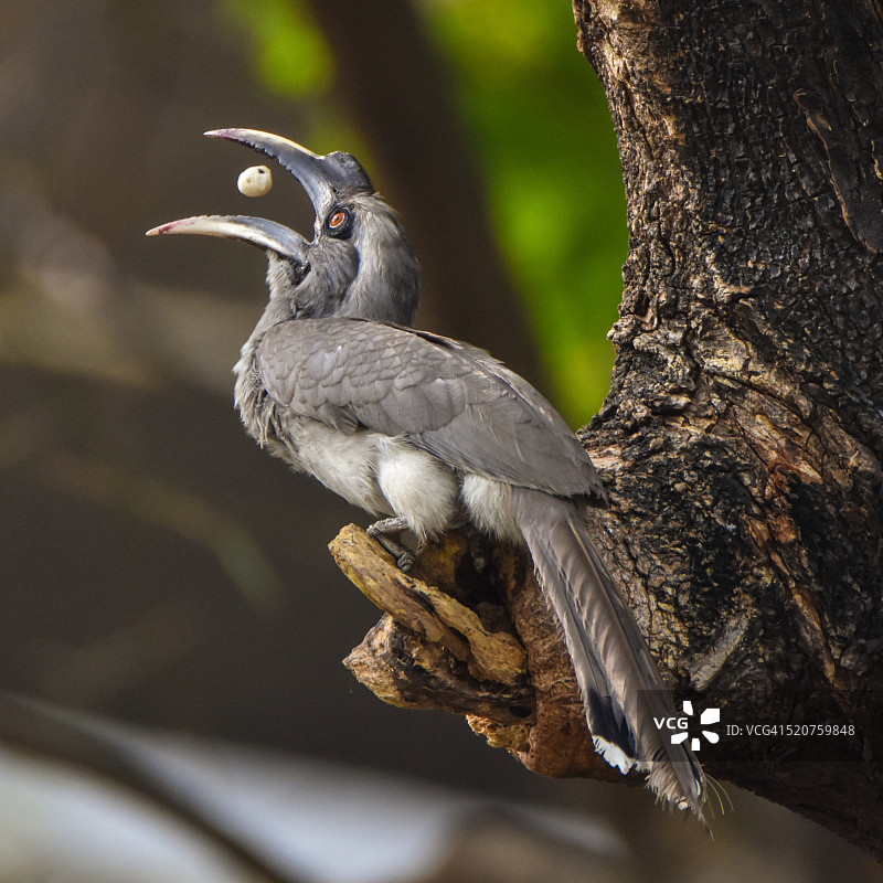 犀鸟进食图片素材