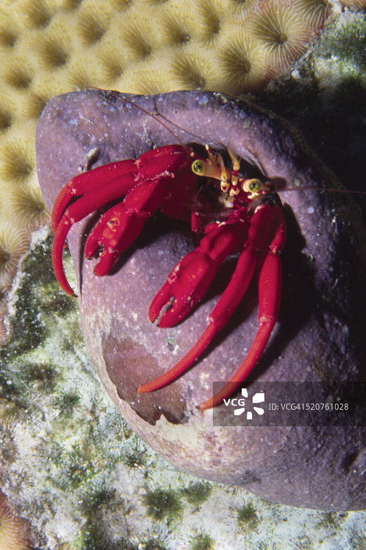 红色珊瑚礁寄居蟹图片素材