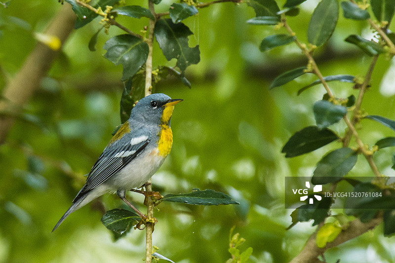 北方帕卢拉鸟栖息在树枝上的侧视图图片素材