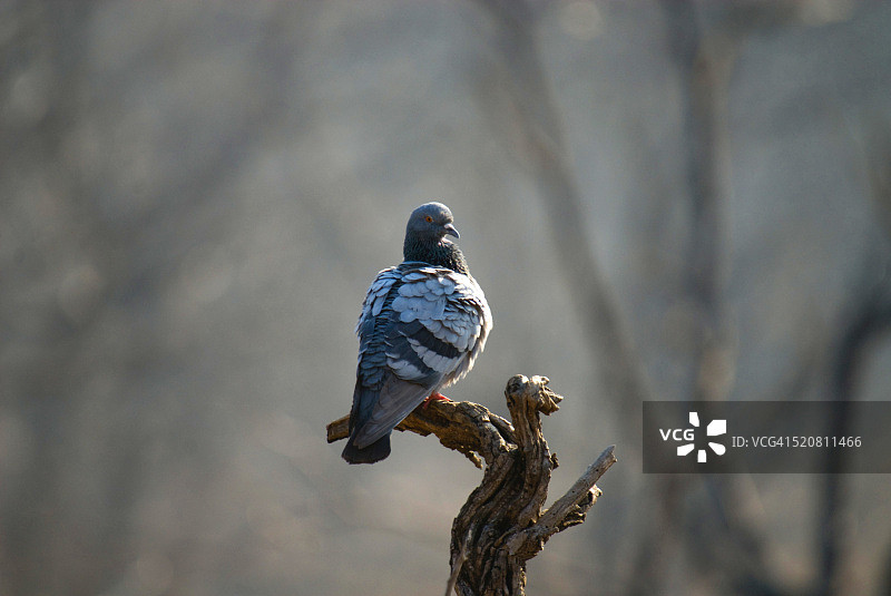 蓝岩鸽，拉贾斯坦邦伦滕波尔国家公园，印度图片素材