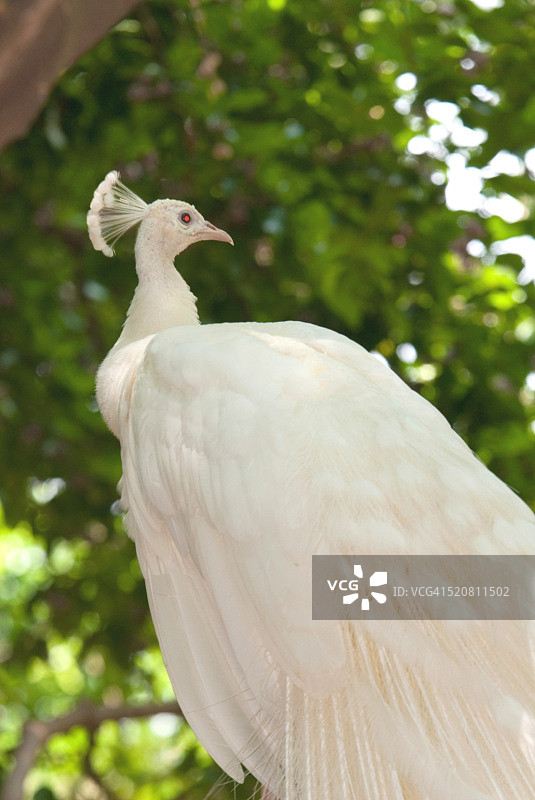 白色孔雀，鸟舍，卡兰吉，迈索尔，卡纳塔克邦，印度图片素材