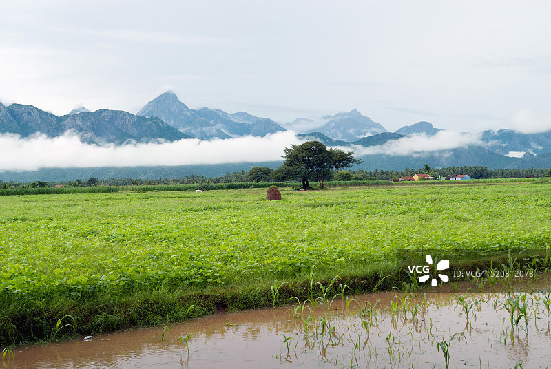 印度泰米尔纳德邦乌杜马莱佩泰的西部高止山脉田野图片素材