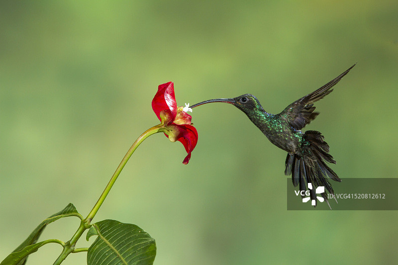 绿隐蜂鸟在哥斯达黎加的鲜花上采蜜图片素材