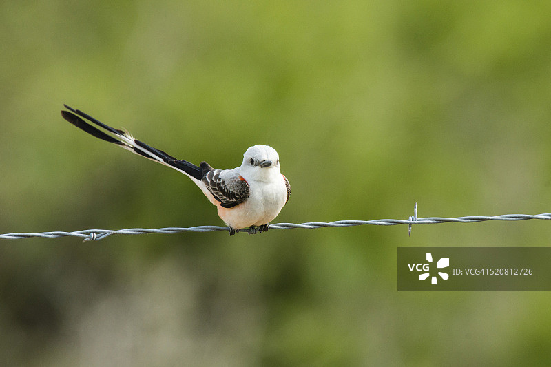 剪尾王霸鹟图片素材